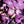 Load image into Gallery viewer, Purple Hydrangea Macro, Flower Fine Art Photography Print
