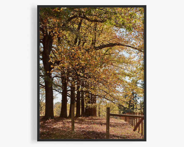 Fall Trees And Farm Fence At Spooky Hollow Road, Cincinnati Ohio Fine Art Photography Print