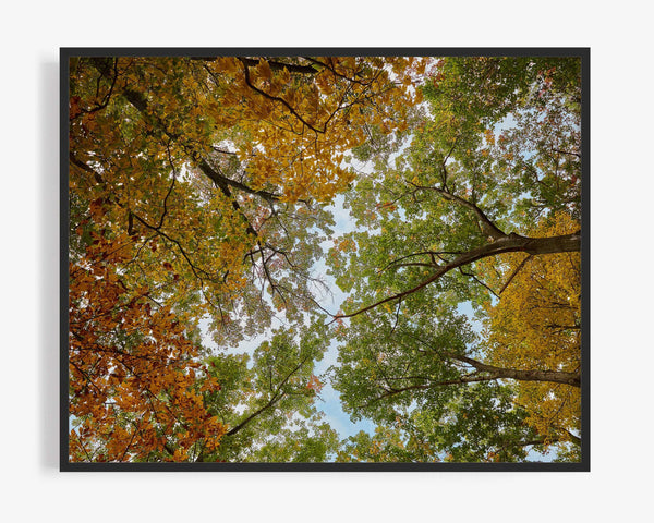 Fall Leaves Canopy At Galien River Park, New Buffalo Michigan Fine Art Photography Print