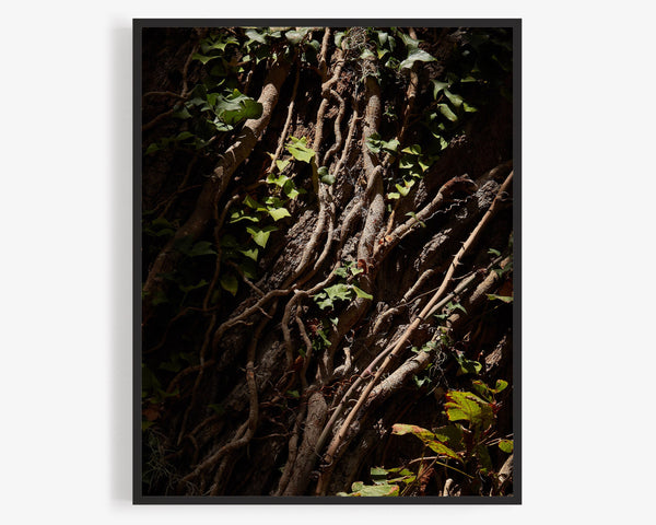 Vines And Ivy In Dramatic Light, Savannah Georgia Photography Print