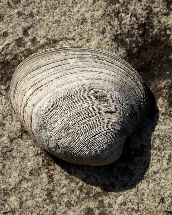 Clam Shell On Stone Surface, Shell Print, Savannah Georgia Fine Art Photography Print