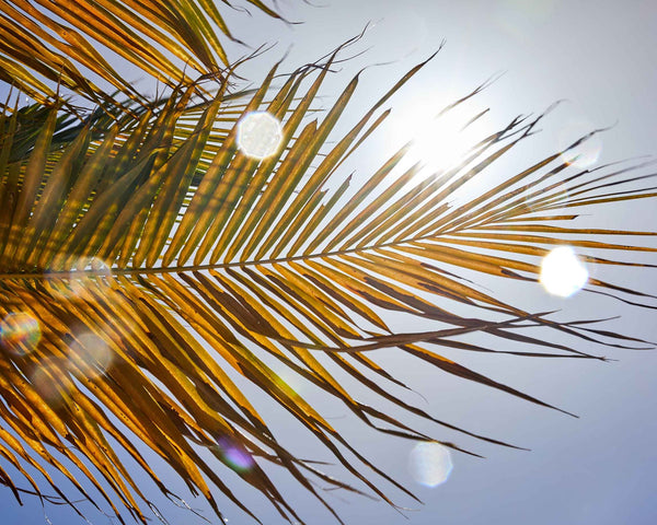 Palm Tree Backlit By Caribbean Sun, St. John USVI Fine Art Photography Print