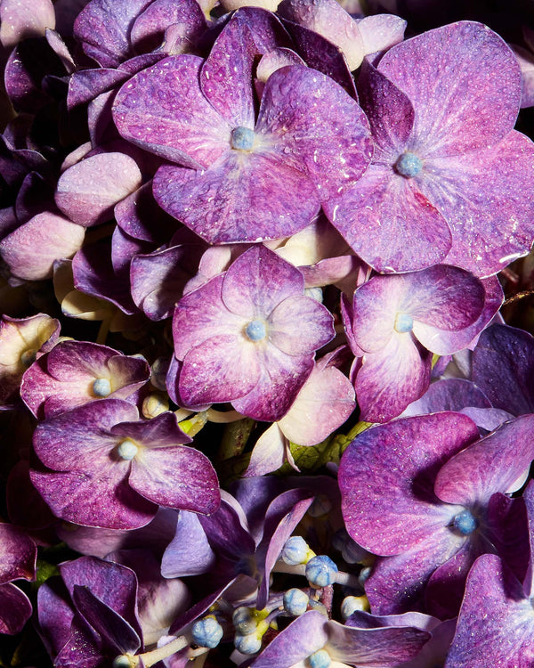 Purple Hydrangea Macro, Flower Fine Art Canvas Print