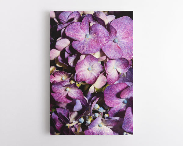 Purple Hydrangea Macro, Flower Fine Art Canvas Print