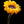 Load image into Gallery viewer, Sunflower Macro,  Flower Fine Art Canvas Print
