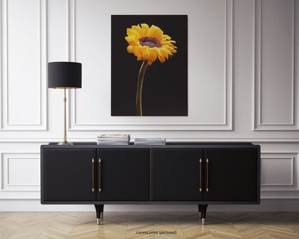Sunflower Macro,  Flower Fine Art Canvas Print