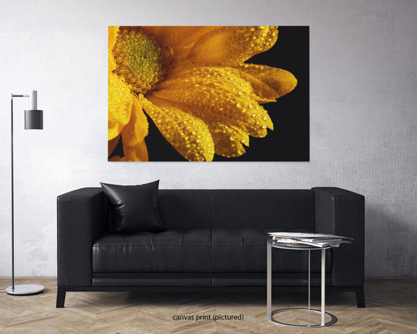 Yellow Daisy Macro, Flower Fine Art Canvas Print