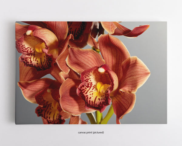 Red Boat Orchid Macro, Flower Fine Art Canvas Print