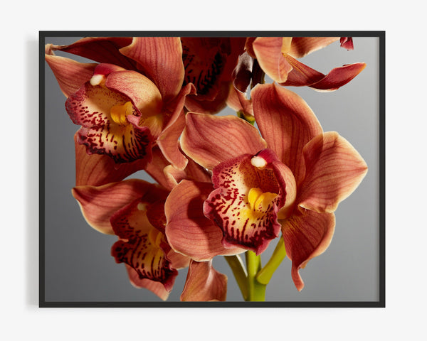 Red Boat Orchid Macro, Flower Fine Art Photography Print