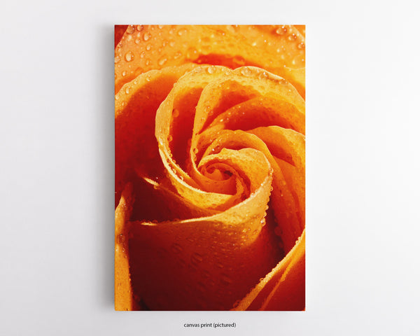 Orange Rose, Flower Fine Art Canvas Print