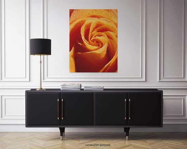 Orange Rose, Flower Fine Art Canvas Print