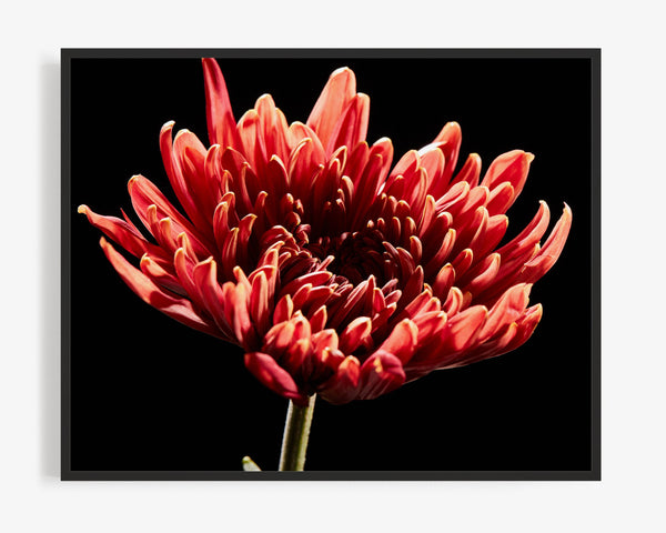 Red Chrysanthemum, Flower Fine Art Photography Print