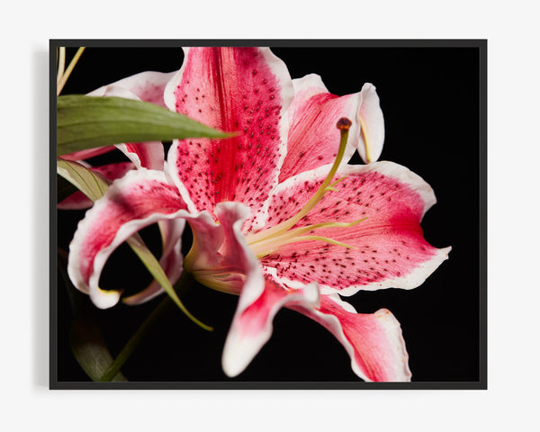 Pink Lily, Flower Fine Art Photography Print