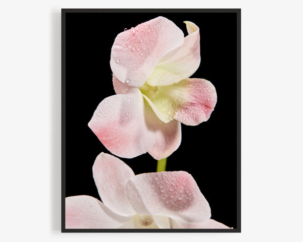 White And Pink Orchid, Flower Fine Art Photography Print