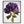 Load image into Gallery viewer, Purple Hydrangea, Flower Fine Art Photography Print
