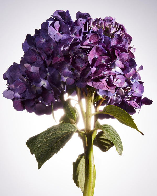 Purple Hydrangea, Flower Fine Art Photography Print