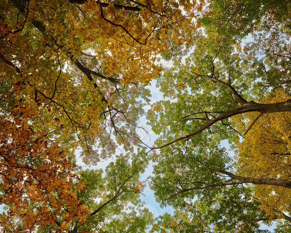 Fall Leaves Canopy At Galien River Park, New Buffalo Michigan Fine Art Photography Print