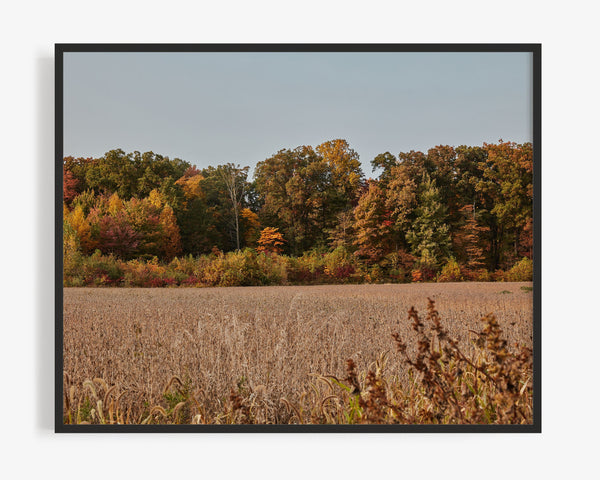 Fall Field Scene, New Buffalo Michigan Fine Art Photography Print