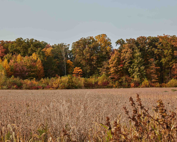 Fall Field Scene, New Buffalo Michigan Fine Art Photography Print