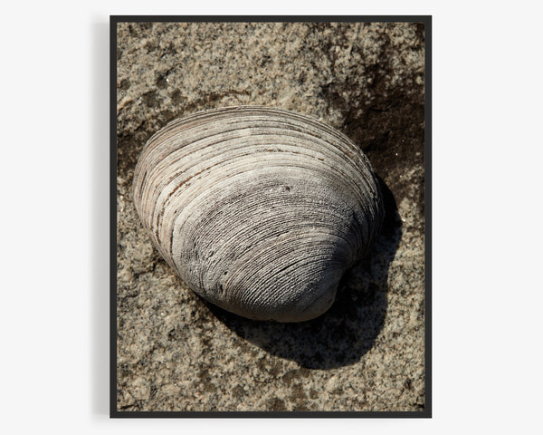 Clam Shell On Stone Surface, Shell Print, Savannah Georgia Fine Art Photography Print