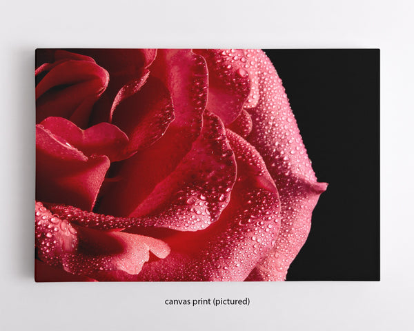 Red Rose Macro, Flower Fine Art Canvas Print
