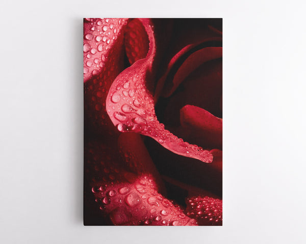 Red Rose Macro, Flower Fine Art Canvas Print
