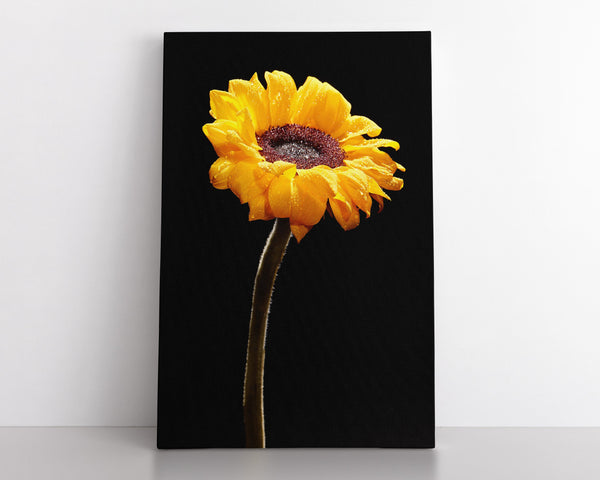 Sunflower Macro,  Flower Fine Art Canvas Print