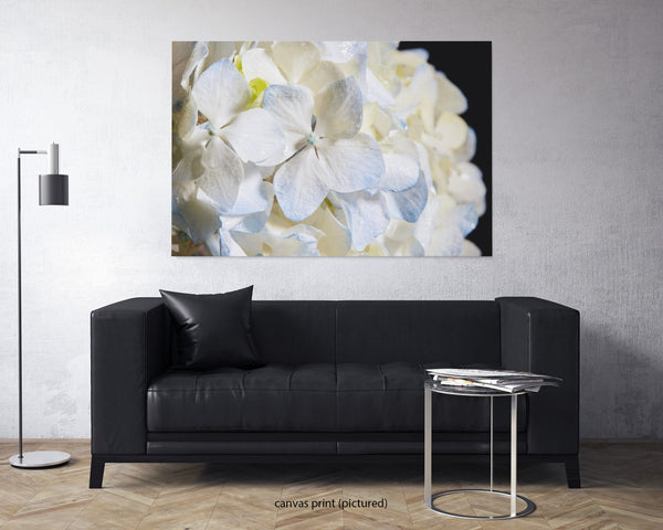 Blue Hydrangea Macro, Flower Fine Art Canvas Print