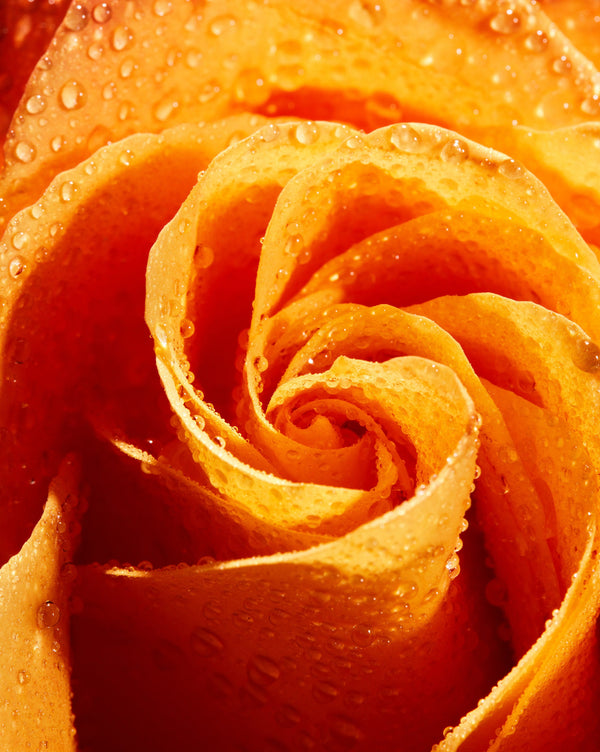 Orange Rose, Flower Fine Art Canvas Print