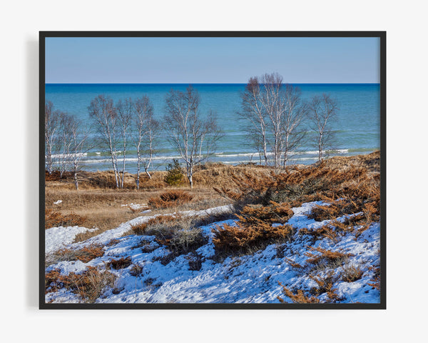 White Birch Trees At Kohler-Andrae Park, Sheboygan Wisconsin Fine Art Photography Print