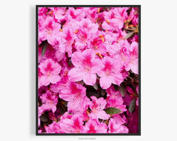 Pink Orchid Azaleas, Flower Fine Art Photography Print