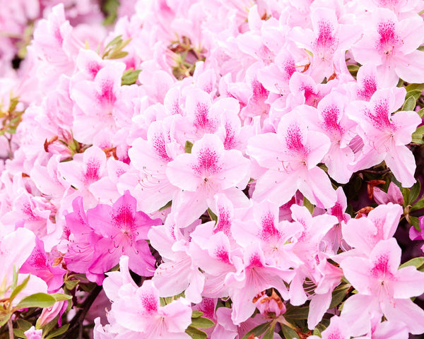 Pink And White Indian Azaleas, Flower Fine Art Photography Print