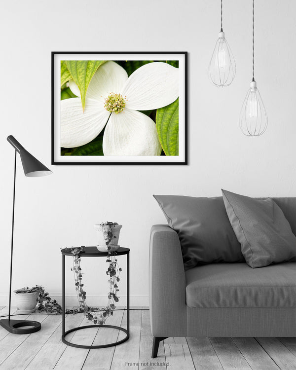 White Flowering Dogwood, Flower Fine Art Photography Print