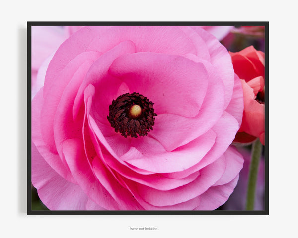 Pink Persian Buttercup, Flower Fine Art Photography Print