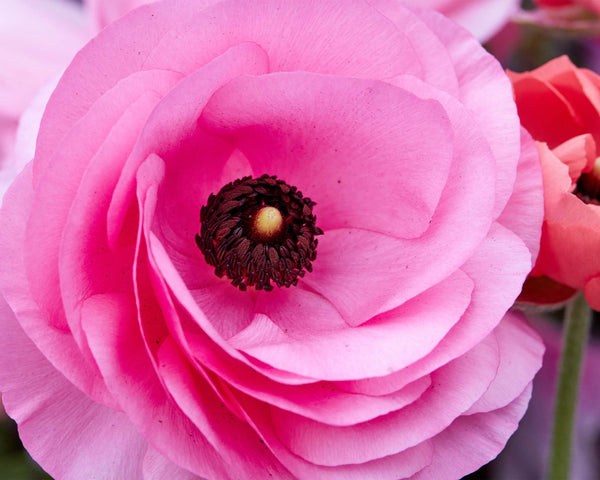 Pink Persian Buttercup, Flower Fine Art Photography Print