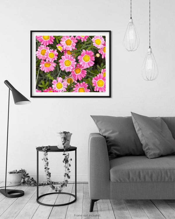 Pink And Yellow Madeira Crested Ivory Daisy,  Flower Fine Art Photography Print