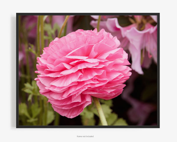 Bright Pink Persian Buttercup Flower, Flower Fine Art Photography Print