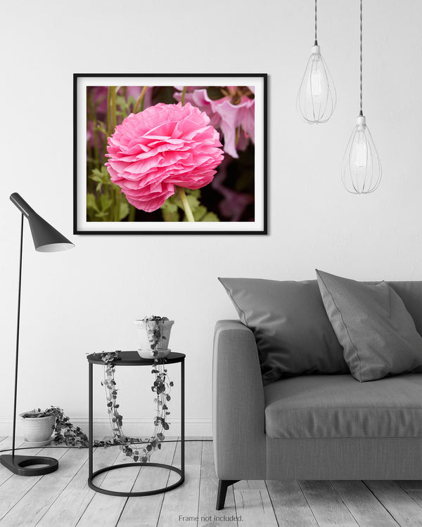 Bright Pink Persian Buttercup Flower, Flower Fine Art Photography Print