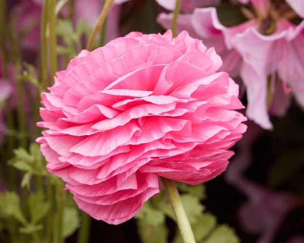 Bright Pink Persian Buttercup Flower, Flower Fine Art Photography Print