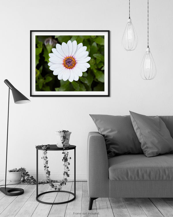 Cape Marguerite White Daisy, Flower Fine Art Photography Print