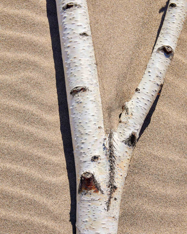 White Birch Tree On Beach Sand, Nature Photography Print