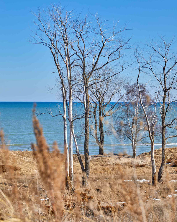 White Birch Trees Along Lake Michigan, Sheboygan Wisconsin Fine Art Photography Print