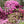 Load image into Gallery viewer, Field Of Pink Orchid Azaleas, Flower Fine Art Photography Print
