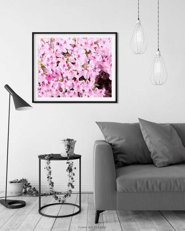 Pink And White Indian Azaleas, Flower Fine Art Photography Print