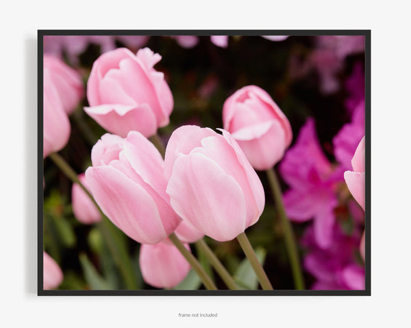 Pink Tulips, Flower Fine Art Photography Print