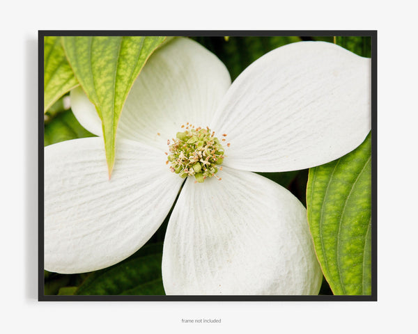 White Flowering Dogwood, Flower Fine Art Photography Print