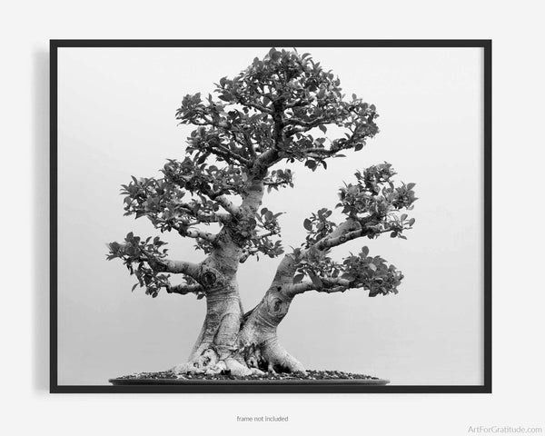 Taiwan Fig, Bonsai Tree Black And White Fine Art Photography Print
