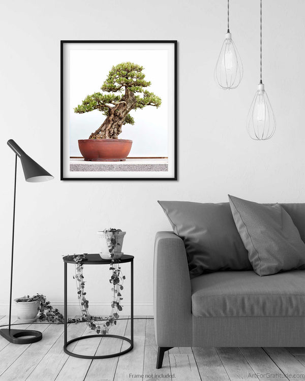 European Olive, Bonsai Tree Fine Art Photography Print