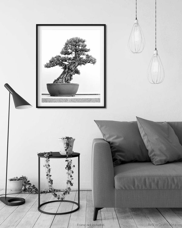 European Olive Tree, Bonsai Black And White Fine Art Photography Print