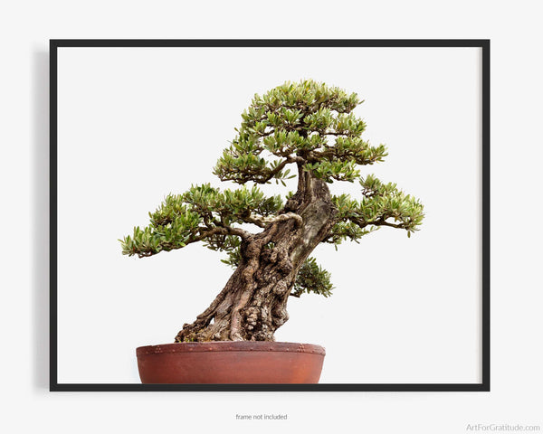 European Olive Tree, Bonsai Photography Print